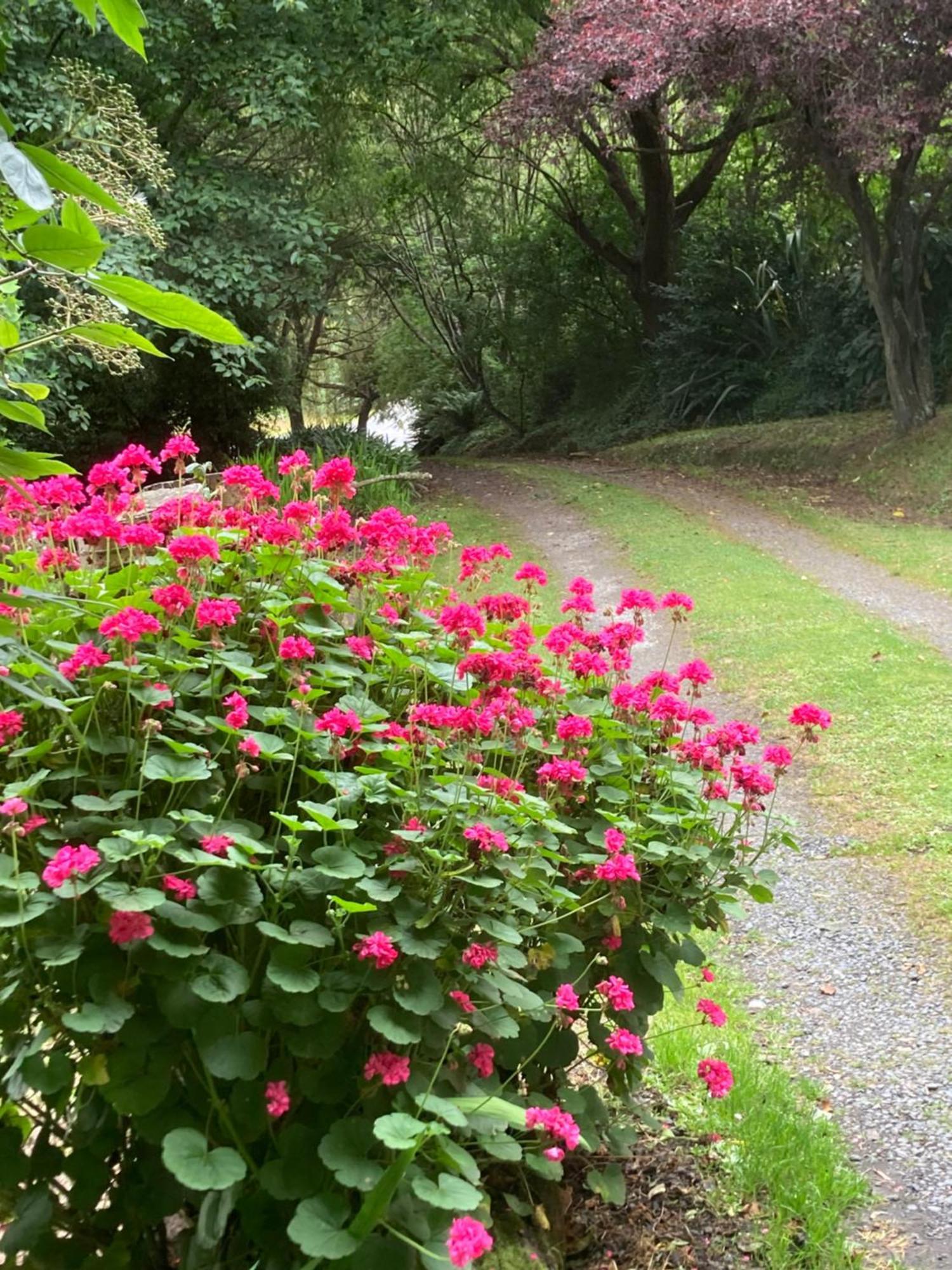 Arden Country House Bnb - Entire House To Yourself -Peace In The Country Dunedin Esterno foto